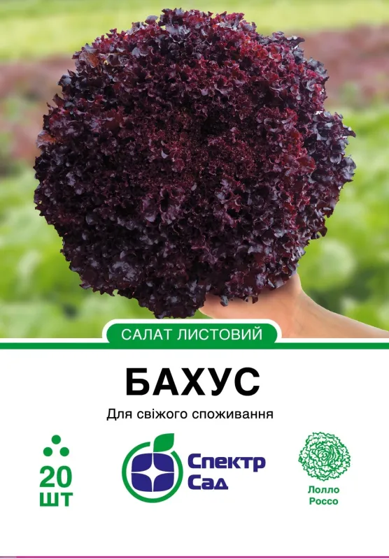 Насіння салату Бахус