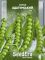 Насіння овочевого гороху Адагумський
