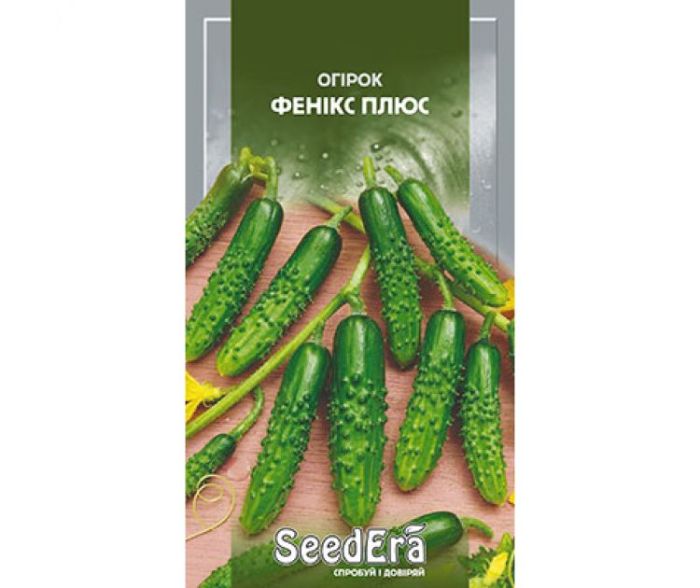 Насіння огірка Фенікс Плюс SeedEra