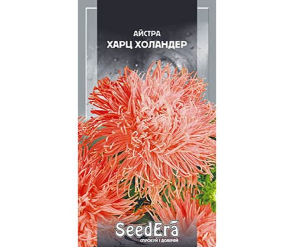 Насіння квітів Айстра Харц Холандер