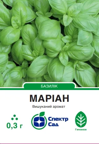 Насіння пряно-ароматичної культури Базилік Маріан