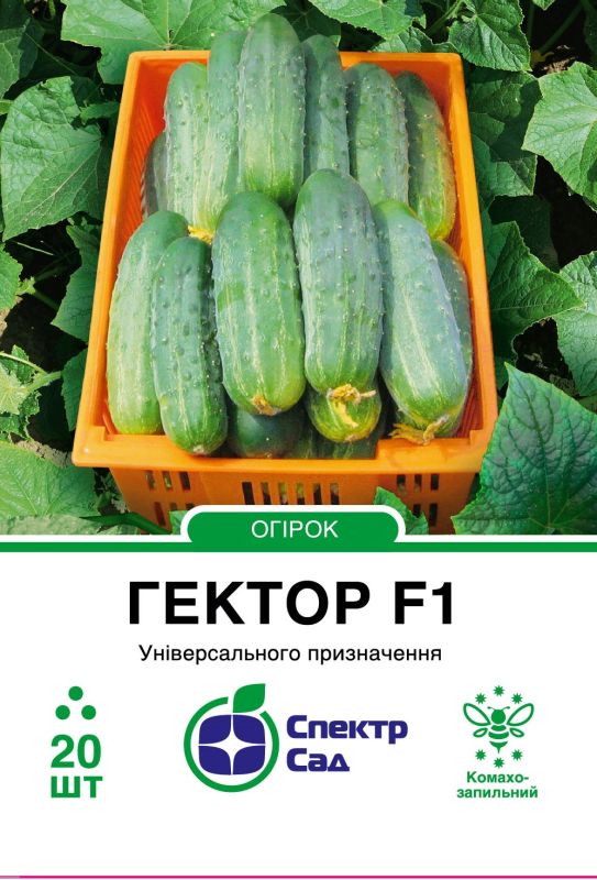 Насіння огірка Гектор F1