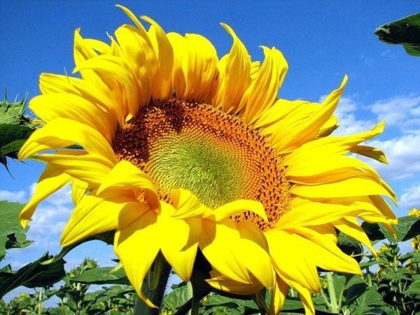 Насіння соняшнику Голіат (Євролайтинг)