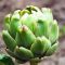 Насіння Артишоку Грін Глоуб