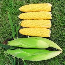 Насіння кукурудзи Суперсолодка Gl Seeds