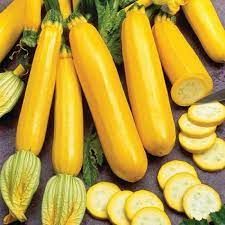 Насіння кущового кабачка Золотинка