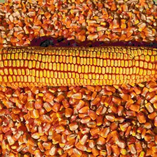 Насіння кормової кукурудзи Хотин