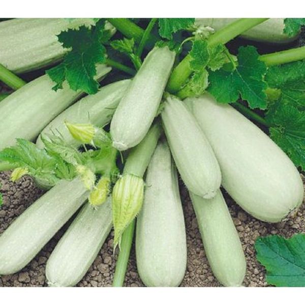 Насіння кабачка Кущовий