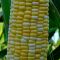 Насіння солодкої кукурудзи МАРМУРОВА УКРАЇНСЬКА F1 10 Г GL SEEDS