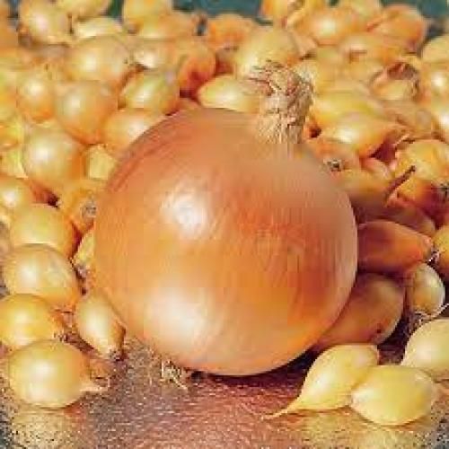 Ріпчаста цибуля-сіянка Штур 20ВС