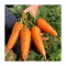 Насіння моркви Шантане SeedEra