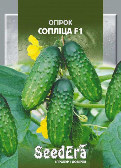 Насіння огірка Сопліца F1