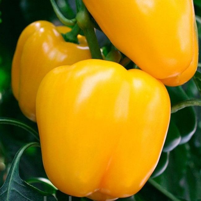 Насіння перцю Каліпсо