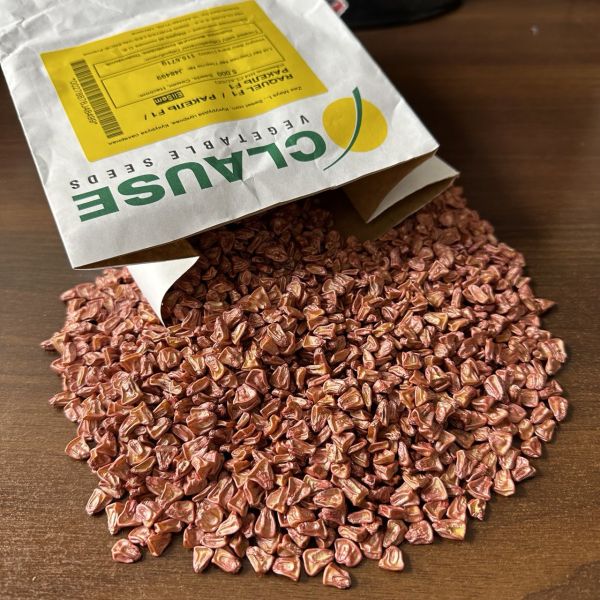 Насіння кукурудзи Ракель F1,