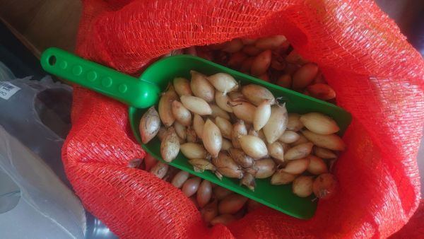 Цибуля ріпчаста озима Сібір F1 (10-20мм)