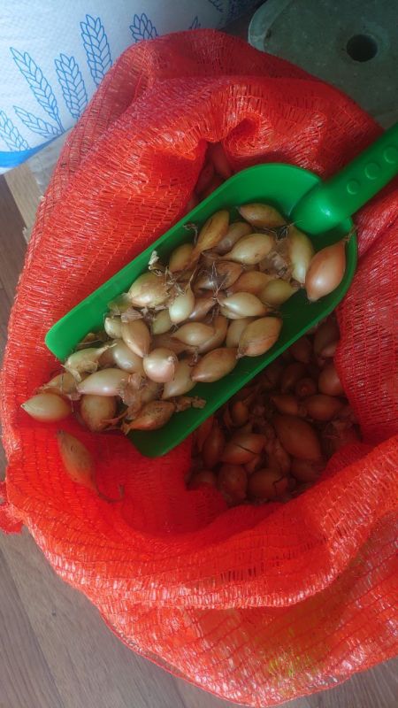 Цибуля ріпчаста озима Бріджер F1 (оновлений Радар F1) 10-21мм