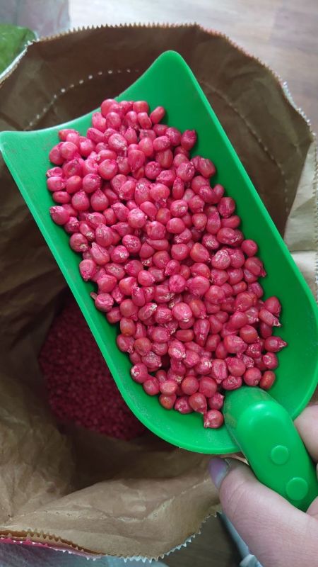 Насіння кукурудзи кормової Палмер
