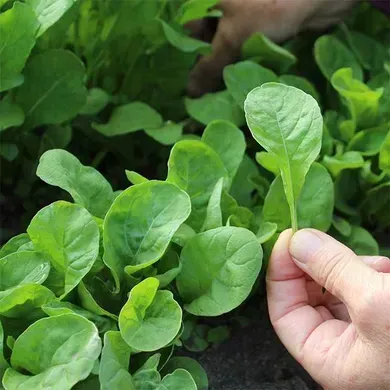 Насіння руколи Спаркл