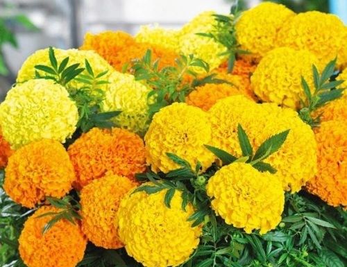 Насіння квітів Чорнобривці прямостоячі високоросла суміш