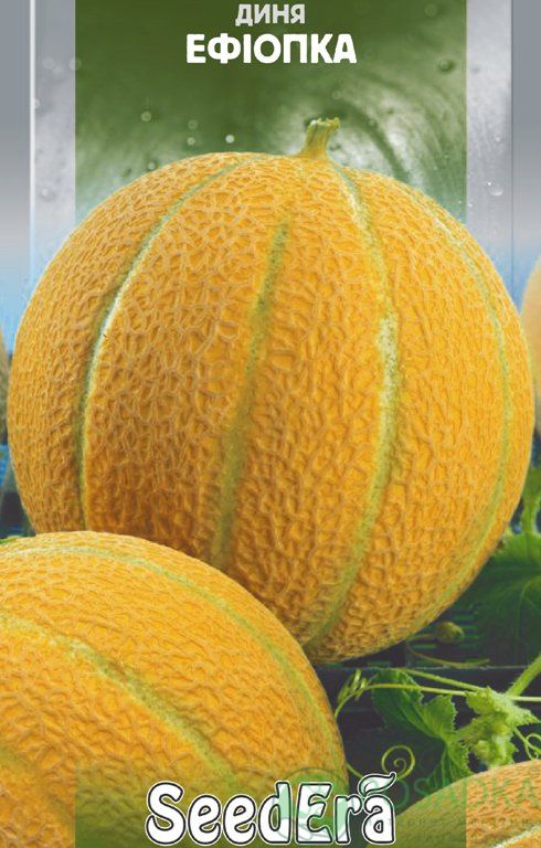 Ефіопка, насіння дині