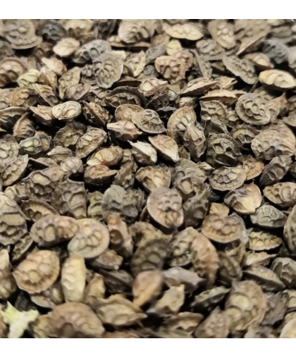 Насіння трави Еспарцет