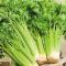 Насіння селери черешкової Паскаль