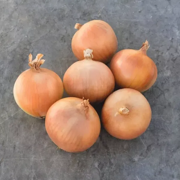 Ріпчаста цибуля-сіянка Бракстон