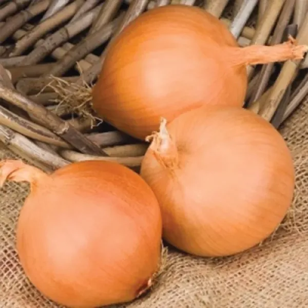 Ріпчаста цибуля-сіянка Пессо