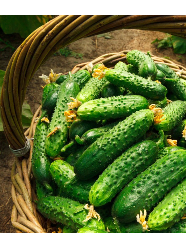 Насіння огірка Кущовий дар