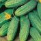 Насіння огірка Джерело