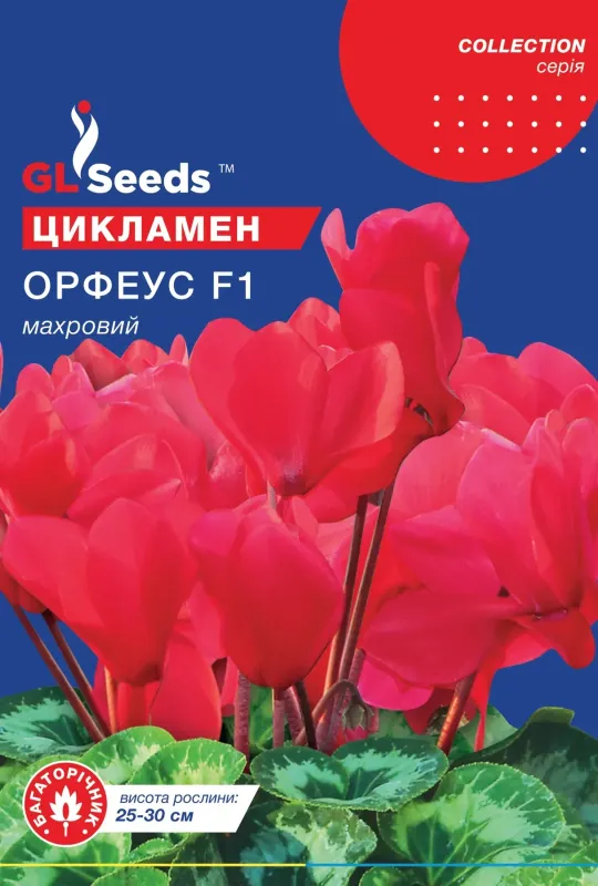 Насіння квітів Цикламен Орфеус F1
