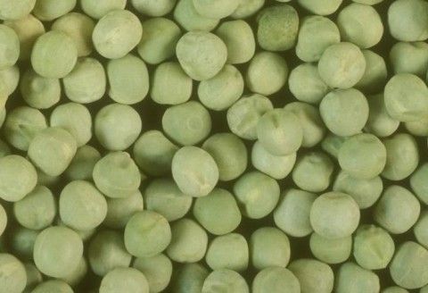 Насіння гороху звичайного