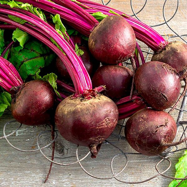 Насіння столового буряка Кадет,