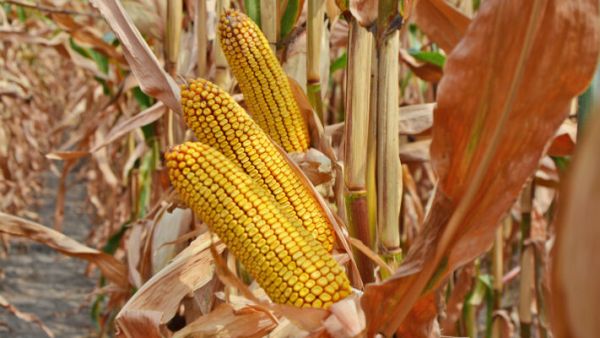 Насіння кормової кукурудзи Сапфір