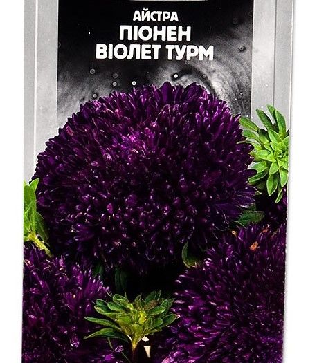 Насіння квітів Айстра Віолет турм