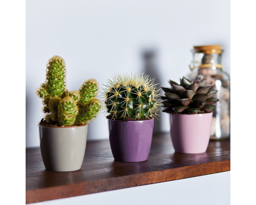 Вазон Матільда в асортименті