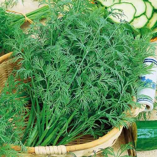 Насіння кропу Амброзія SeedEra