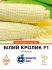 Насіння кукурудзи солодкої Білий кролик F1