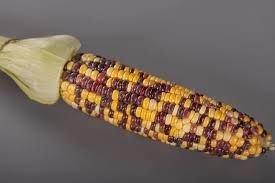 Насіння кукурудзи солодкої Вишиванка