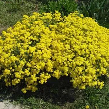 Насіння квітів Алісум Золотий розсип